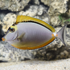 Naso Elegans (L)
