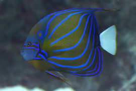 Pomacanthus Annularis  ( M )