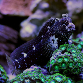 Salarias Ramosus