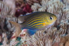 Chromis lineata