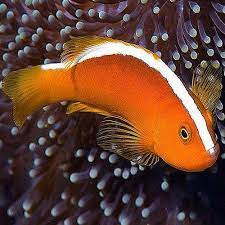 Amphiprion Akallopisos