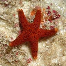 Forma Milleporella