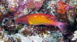 Bodianus Diana (M)