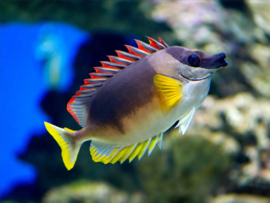 Siganus Magnifica (S)