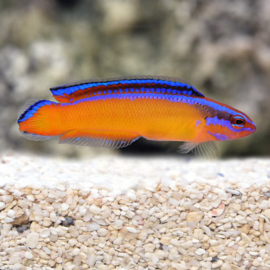 Pseudochromis Aldabrensis