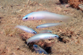 Ptereleotris Microlepis