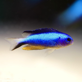 Pomacentrus Alleni