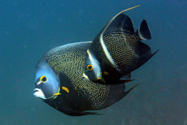 Pomacanthus Paru (L)