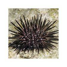 Echinometra Mathaei