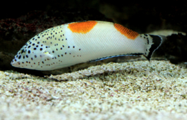 Coris Aygula (JUV)