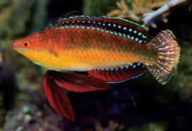 Cirrhilabrus Africanus male