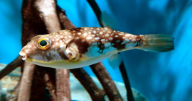 Chelonodon Patoca