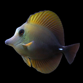 zebrasoma scopas