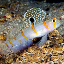 Amblyeleotris Randalli