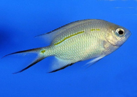 Acanthochromis polyacanthus