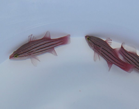 Liopropoma Susumi