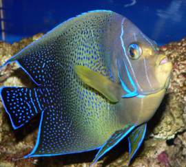 Pomacanthus Semicirculatus (M)