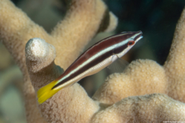Diproctacanthus Xanthurus