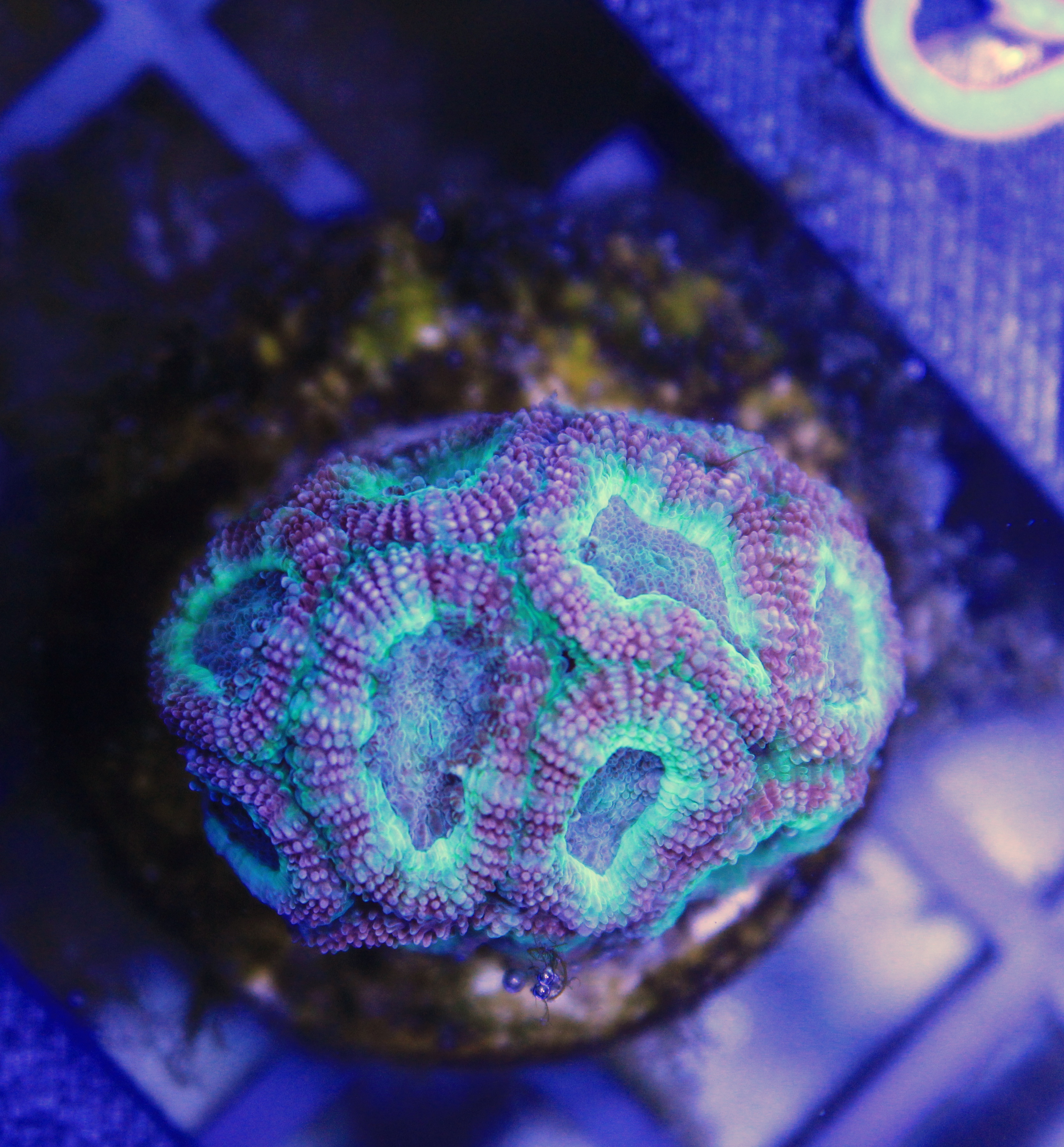 097 PURPLE UFO MICROMUSSA