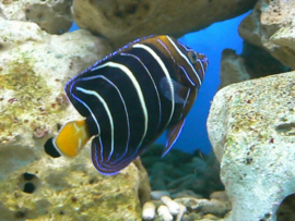 Pomacanthus Chrysurus ( M )