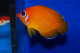Centropyge Flavissima Orange 