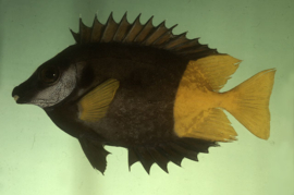 Siganus Uspi Fiji