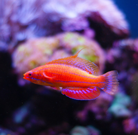 Paracheilinus Angulatus