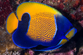 Pomacanthus Navarchus (S)