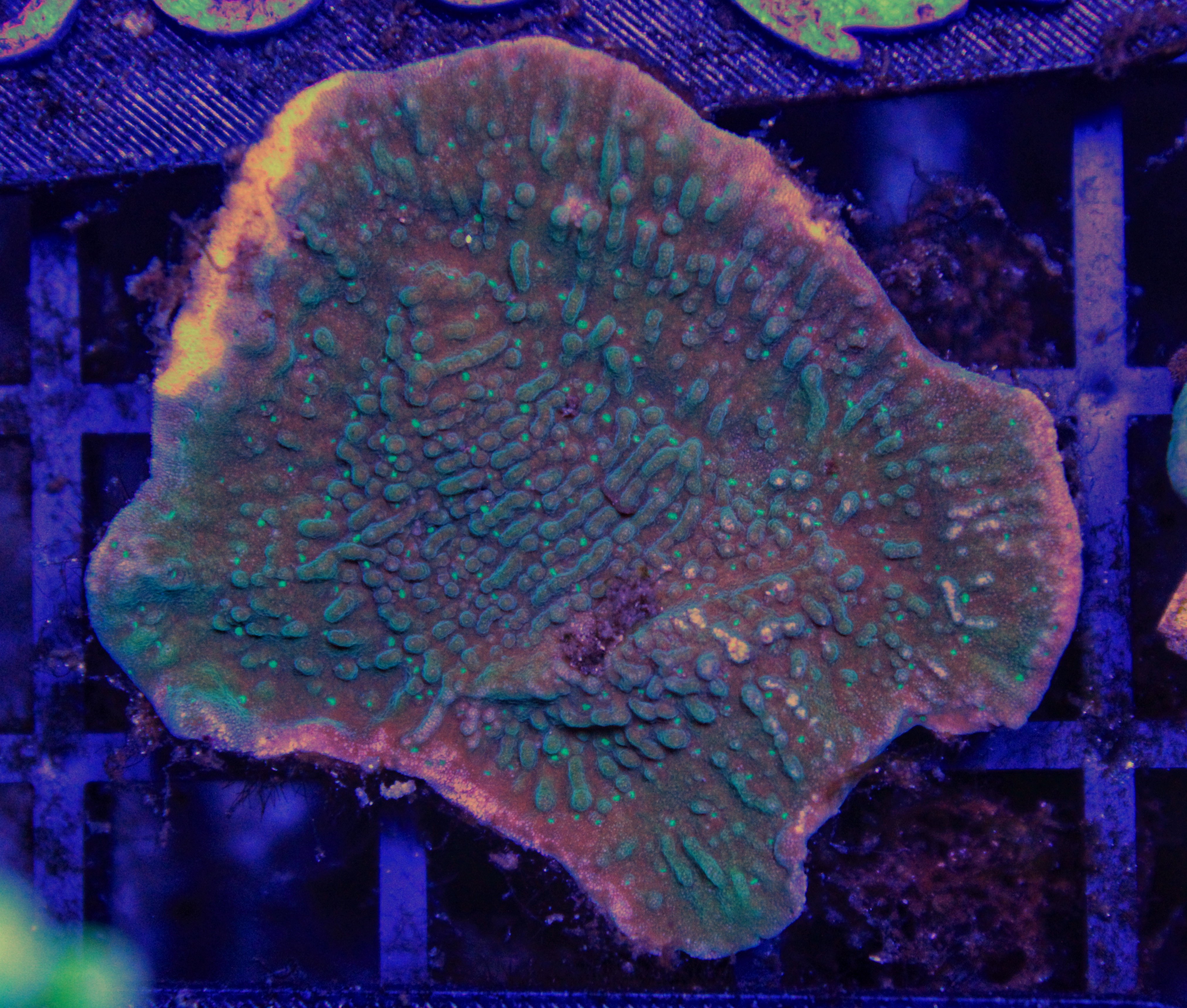 083 montipora groen