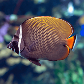Chaetodon Collare (M)