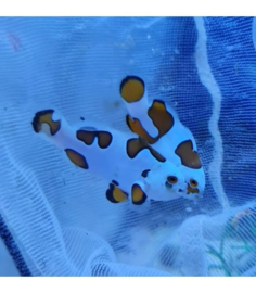 Amphiprion Ocellaris Super storm