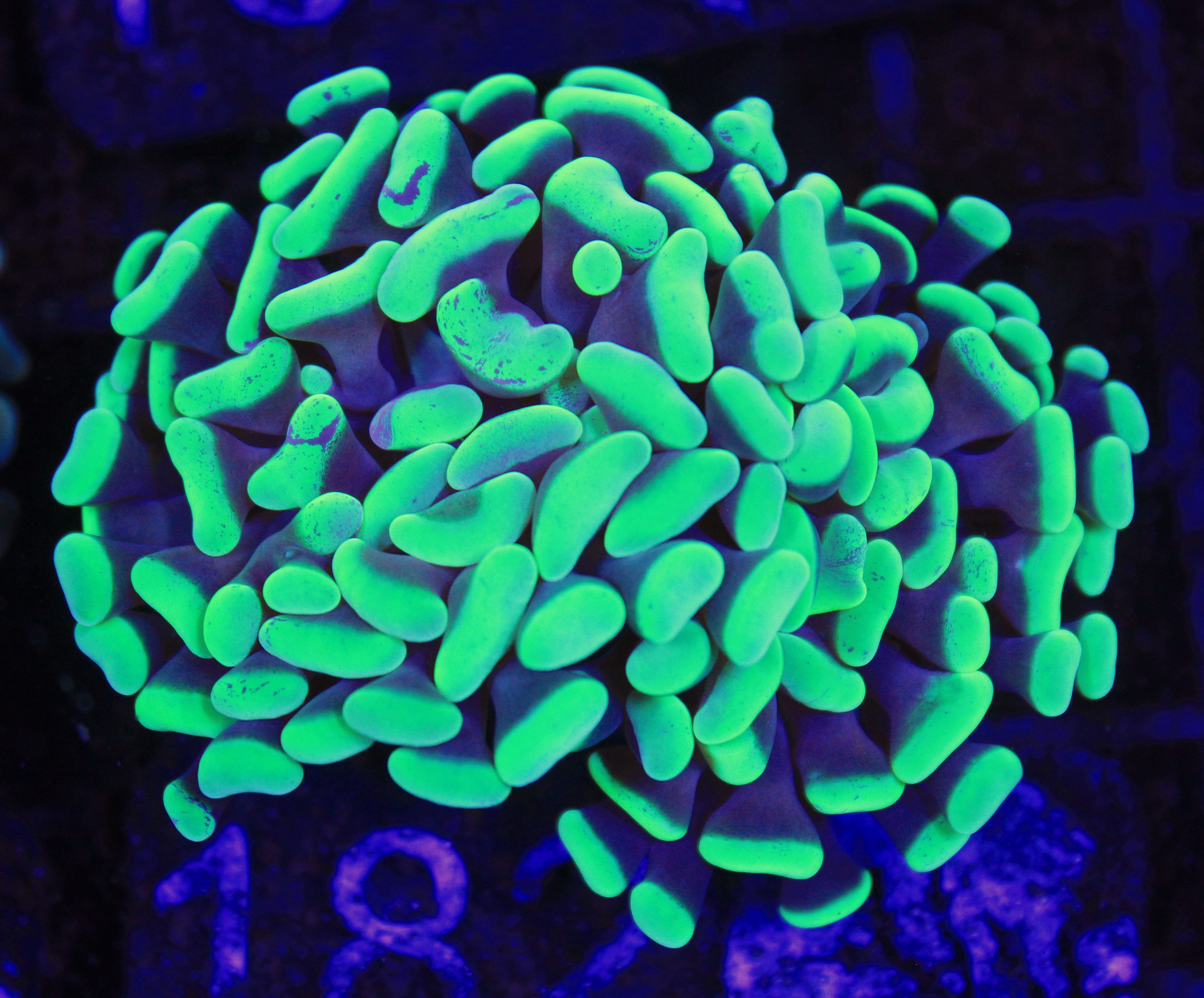 182 euphyllia groen 2 koppen