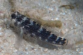 Asterropteryx semipunctata