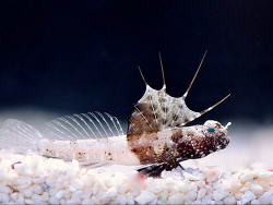 Tomiyamichthys nudus