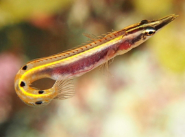 Lucayablennius zingaro