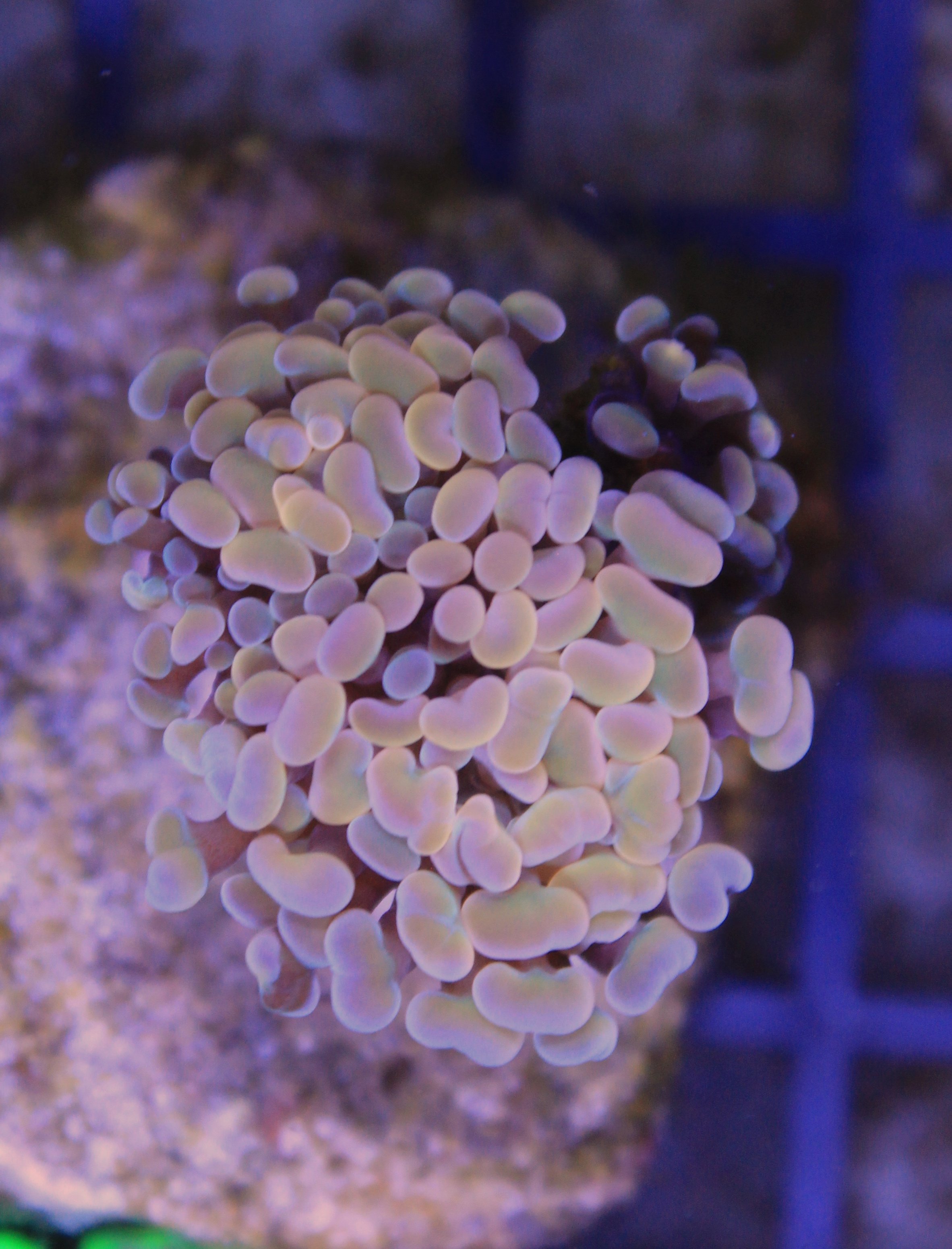 158 euphyllia paraancora orange 1 kop