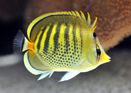 Chaetodon Punctatofasciatus