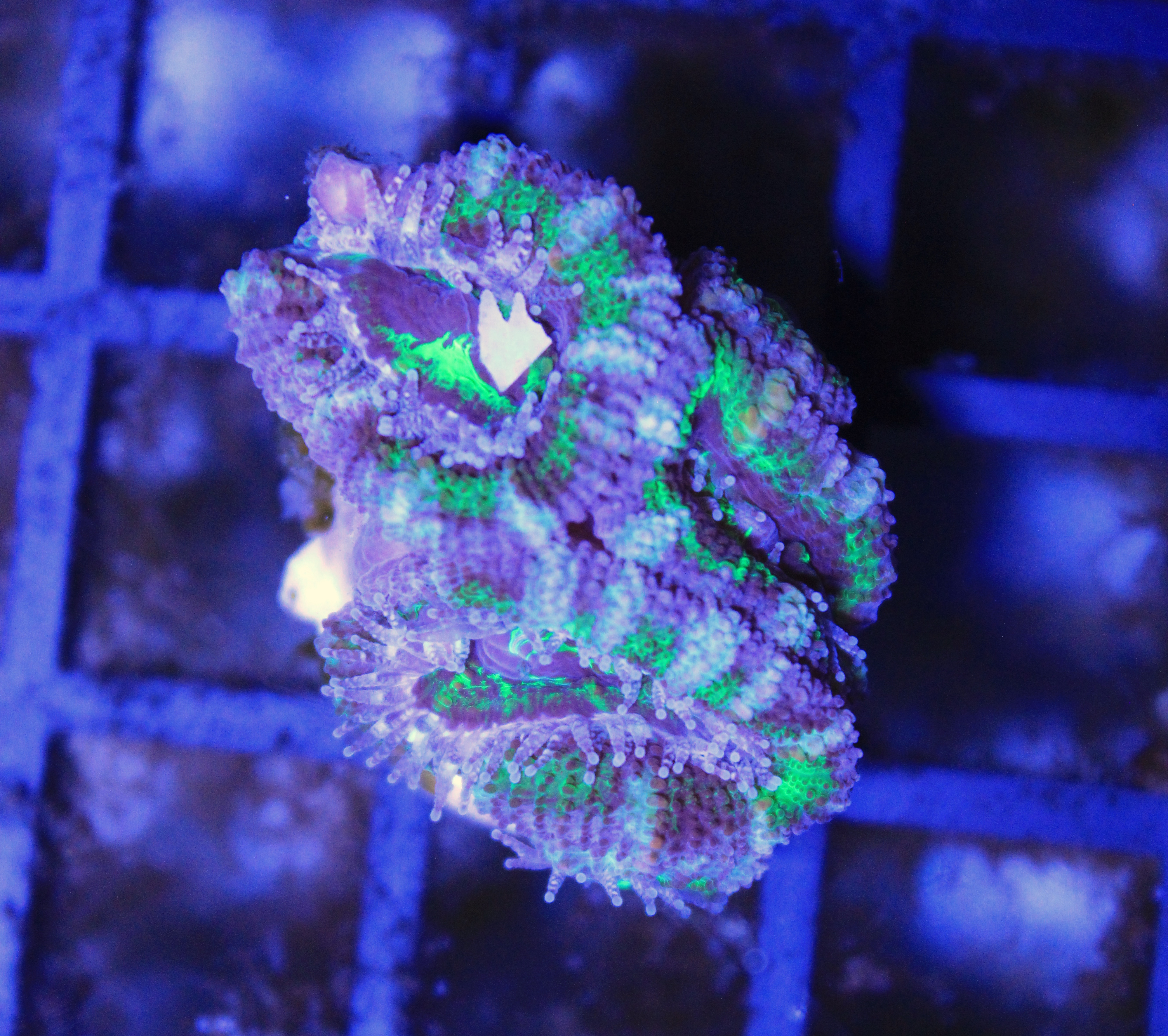 121 Acanthastrea