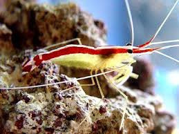 Lysmata amboinensis. M