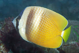 Cheatodon Kleinii