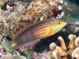Halichoeres Biocellatus