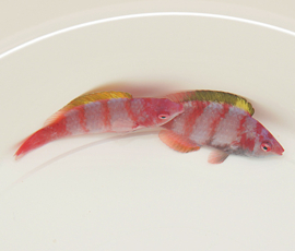 Cirrhilabrus Flavidorsalis