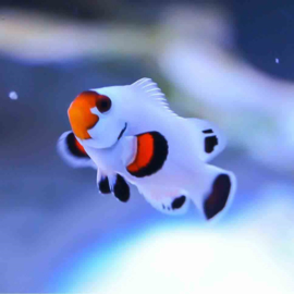Amphiprion Ocellaris Wyoming White