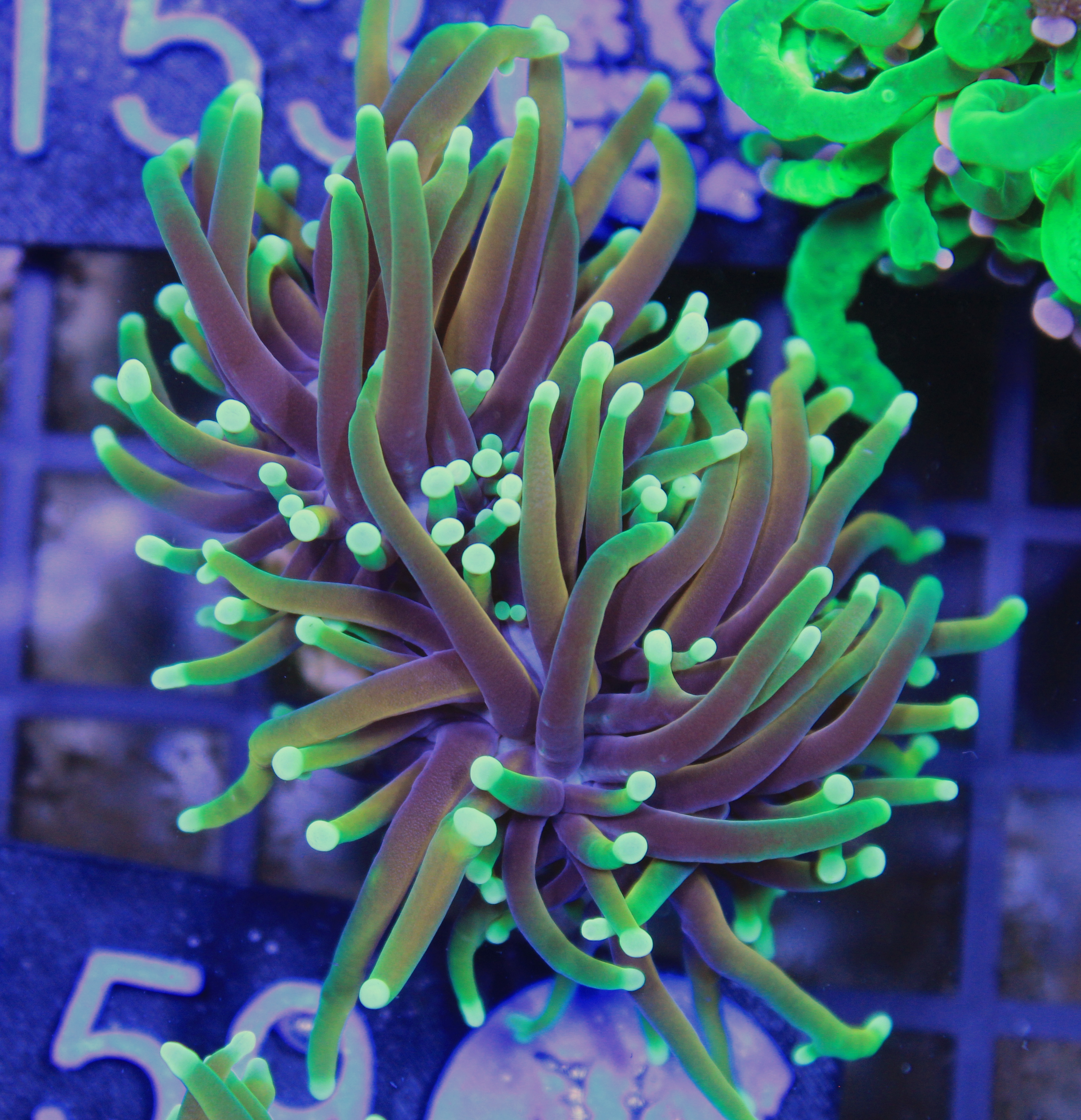 159 euphyllia sun of god 2 koppen