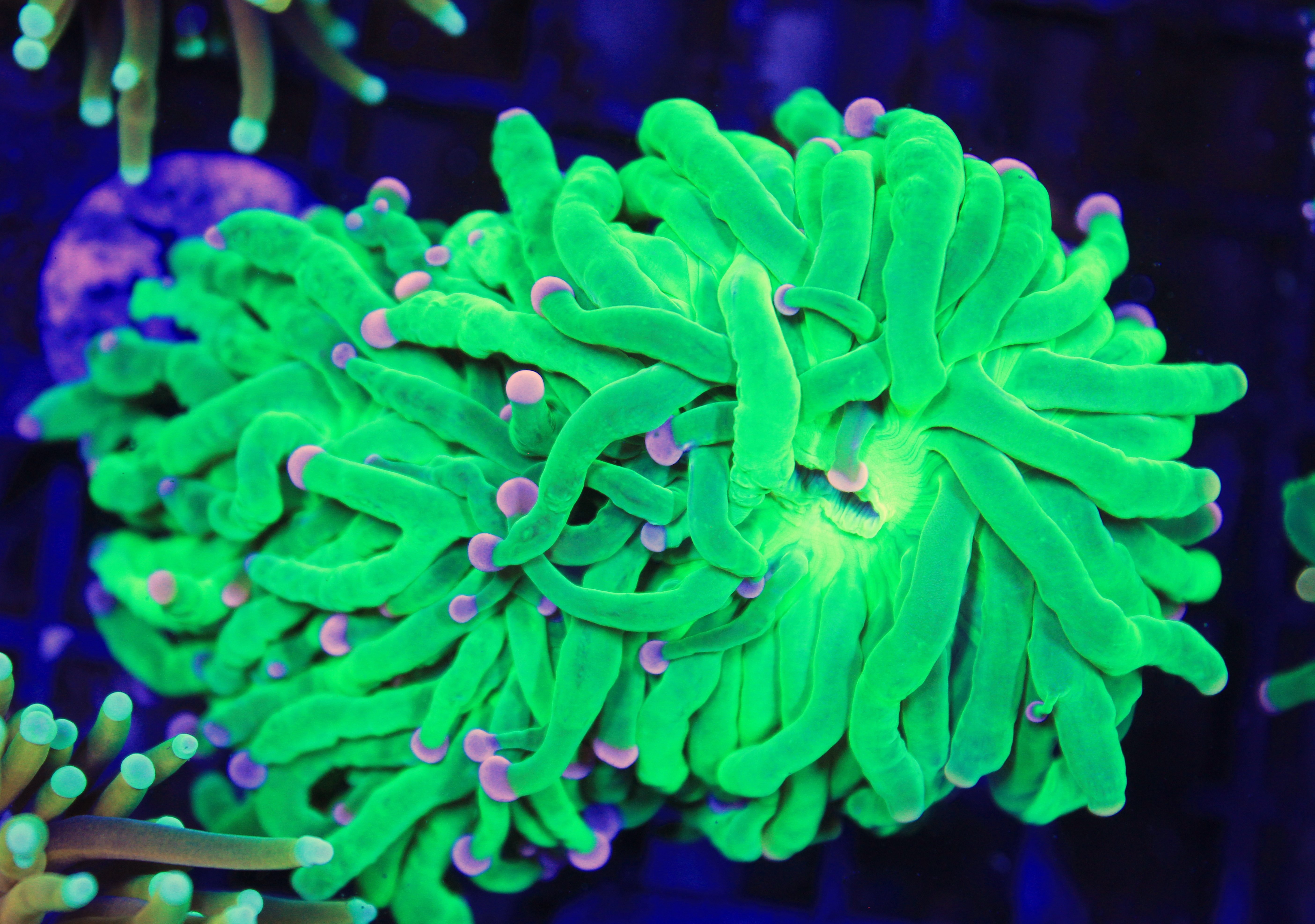 077 Euphyllia Glabrescens Cotton Candy 2 koppen