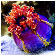 Pseudocolochirus Violaceus (XL)