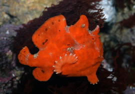 Antennarius Pictus Red