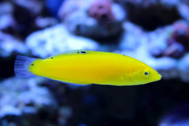 Halichoerus Chrysus