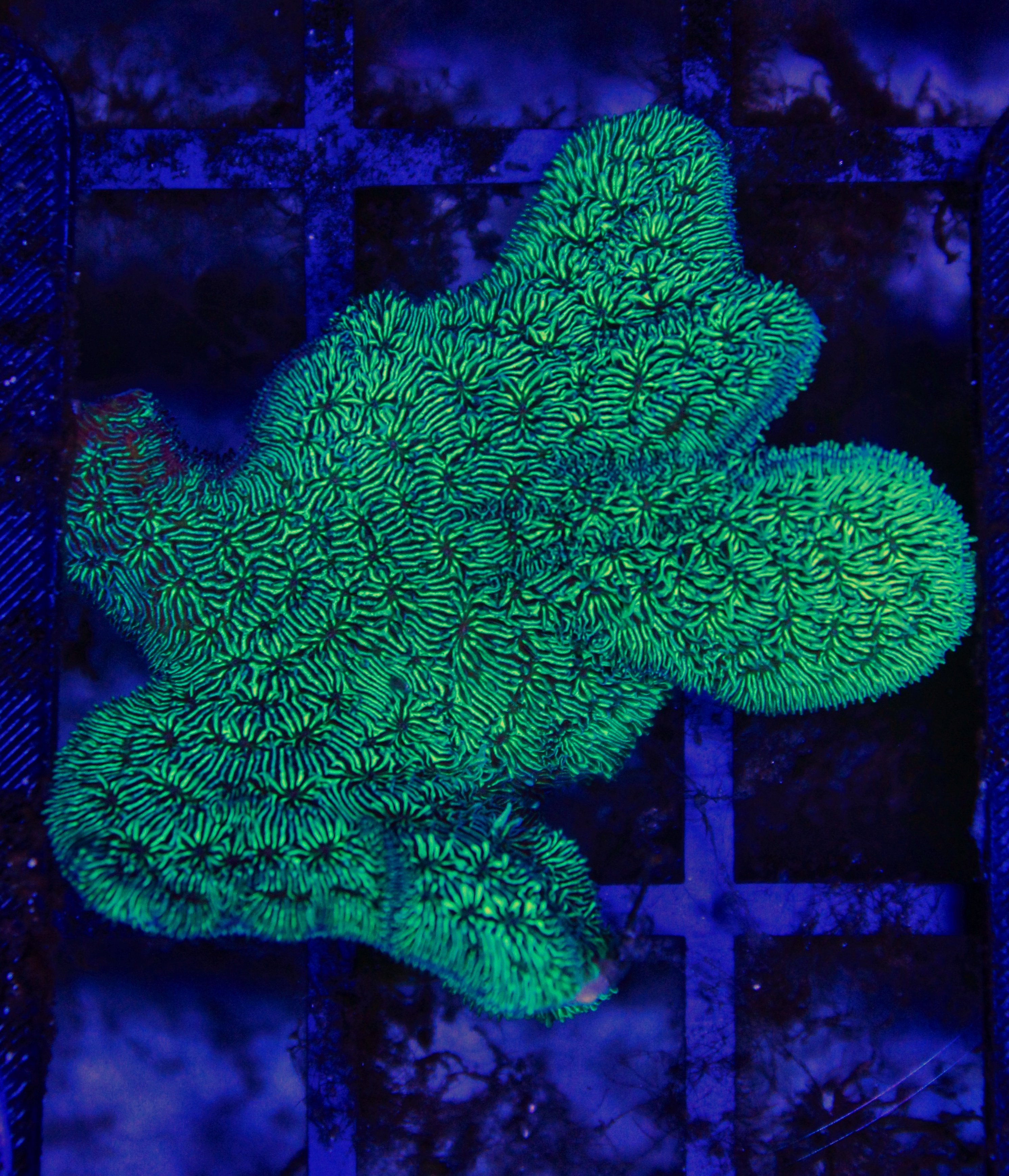 061 pavona cactus ( sennas koralen kweek )