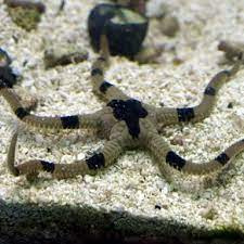 Ophioderma sp.